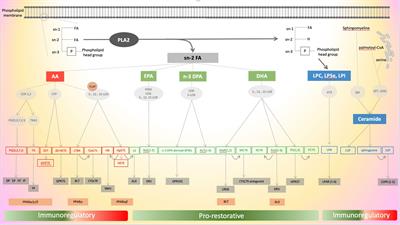 Lipids in Liver Failure Syndromes: A Focus on Eicosanoids, Specialized Pro-Resolving Lipid Mediators and Lysophospholipids